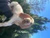 Additional photos: Bracco Italiano Puppies