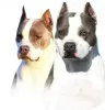 Additional photos: American Staffordshire Terrier Beautiful Puppies