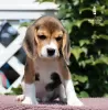 Photo №1. beagle - for sale in the city of Milan | 423$ | Announcement № 113645