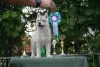 Photo №4. I will sell siberian husky in the city of Knjazevac.  - price - negotiated