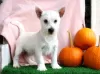 Photo №2 to announcement № 44771 for the sale of west highland white terrier - buy in Germany 