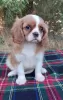 Photo №3. Female cavalier king charles spaniel. Ukraine