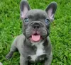 Additional photos: french bulldog puppy