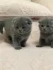 Photo №3. Stunning Pedigree GCCF Scottish Fold kIttens. Czech Republic