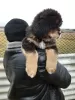 Photo №3. Tibetan Mastiff puppies. Ukraine