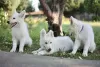 Additional photos: White Swiss Shepherd puppies for sale