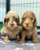 Photo №2 to announcement № 99311 for the sale of dachshund - buy in United States 