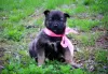 Photo №4. I will sell non-pedigree dogs in the city of Minsk. private announcement - price - Is free