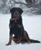 Photo №2 to announcement № 97014 for the sale of rottweiler - buy in Russian Federation private announcement