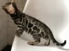 Photo №2 to announcement № 5958 for the sale of bengal cat - buy in Belarus from nursery, breeder