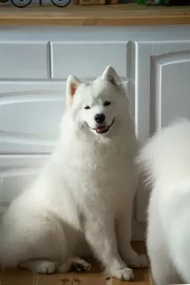 Additional photos: Puppies of a Samoyed dog (Samoyed) from the Kennel 