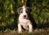 Photo №1. american staffordshire terrier - for sale in the city of Москва | 1012$ | Announcement № 11541