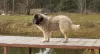 Additional photos: Caucasian Shepherd Dog