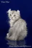 Additional photos: A rare breed kitten American Curl.