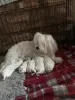 Photo №4. I will sell maltese dog in the city of Boston. breeder - price - 1400$