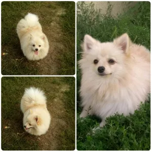 Photo №1. german spitz - for sale in the city of Миргород | 220$ | Announcement № 5742