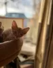 Additional photos: Stunning Ocicat kittens for sale.