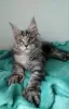 Photo №3. Maine Coon Polydactyl. Belarus