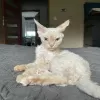 Additional photos: Devon Rex Cinnamon