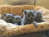 Photo №1. british shorthair - for sale in the city of Gallup | 300$ | Announcement № 129561