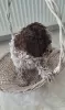 Additional photos: Lagotto Romagnolo puppies