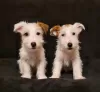 Photo №1. jack russell terrier - for sale in the city of Gostynin | 1040$ | Announcement № 29998