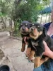 Photo №1. rottweiler - for sale in the city of Jork | Is free | Announcement № 128427