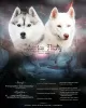 Photo №1. siberian husky - for sale in the city of Syktyvkar | 462$ | Announcement № 9626