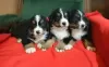 Photo №2 to announcement № 82521 for the sale of bernese mountain dog - buy in Serbia breeder