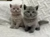 Photo №1. british shorthair - for sale in the city of Walldorf | negotiated | Announcement № 110367