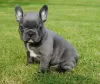 Photo №1. french bulldog - for sale in the city of Bamberg | 317$ | Announcement № 70903