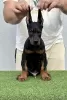 Photo №2 to announcement № 116129 for the sale of dobermann - buy in Serbia breeder