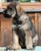 Photo №1. giant schnauzer - for sale in the city of Limanowa | negotiated | Announcement № 123181