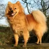 Photo №2 to announcement № 44763 about purchase of german spitz, german spitz - buy in Finland 