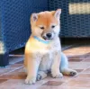 Photo №4. I will sell shiba inu in the city of Belgrade.  - price - negotiated