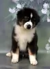 Photo №4. I will sell australian shepherd in the city of Руза. from nursery - price - negotiated