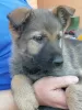 Additional photos: German Shepherd puppies