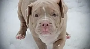 Photo №3. Kennel YULIRIS AMERICAN BULLS offers for sale a boy, a rare breed American Bulli. Belarus