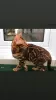 Photo №1. bengal cat - for sale in the city of Minsk | 400$ | Announcement № 29858