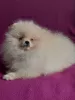 Photo №2 to announcement № 104273 for the sale of pomeranian - buy in Slovakia from nursery, breeder