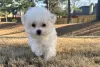 Photo №3. Bichon Frise puppies with outstanding personalities set to go now. United States