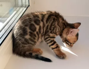 Additional photos: Bengal kittens