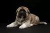 Additional photos: American Akita puppies for sale