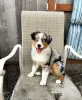 Photo №1. australian shepherd - for sale in the city of Poti | Is free | Announcement № 120829