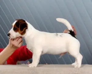 Photo №3. Jack Russell Terrier puppies (FCI). Russian Federation