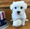 Photo №3. Sweetie Maltese puppies for sale. Germany