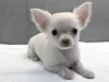 Photo №1. chihuahua - for sale in the city of Cape Coral | 500$ | Announcement № 45623