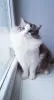 Photo №3. Wonderful, healthy and fully socialised ragdoll kittens from the FIFE's top. Germany