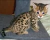 Photo №1. bengal cat - for sale in the city of Ringsted | negotiated | Announcement № 58514