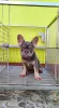 Photo №3. FRENCH BULLDOG PUPPIES FOR SALE PHILIPPINES 09457024296. Philippines